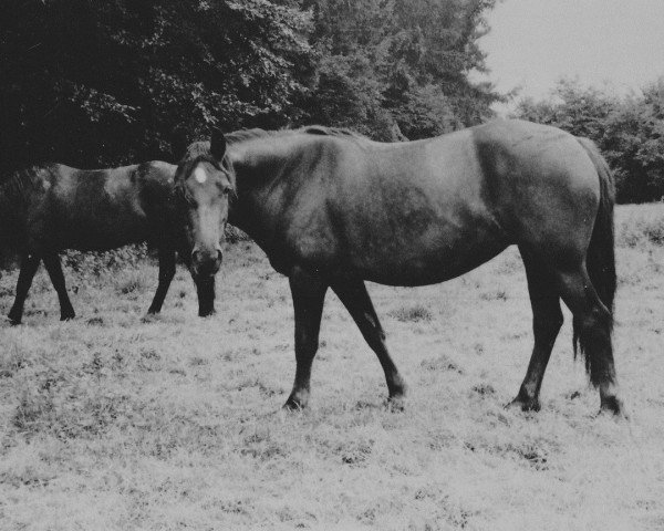 Zuchtstute Sydenham Delia (Welsh-Cob (Sek. D), 1974, von Sarnau Supreme Comet)