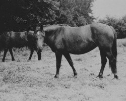 Zuchtstute Sydenham Delia (Welsh-Cob (Sek. D), 1974, von Sarnau Supreme Comet)