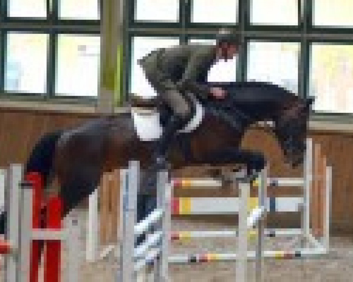 stallion Crawley 2 (Mecklenburg, 2012, from Cinsey)