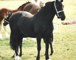 broodmare Sydenham Agrimony (Welsh-Cob (Sek. D), 1993, from Llanarth Lloyd George)