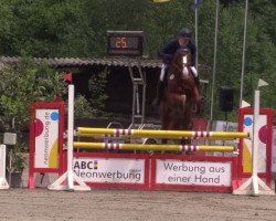 Deckhengst For Laubry (Belgisches Warmblut, 2011, von For Passion d'Ive Z)