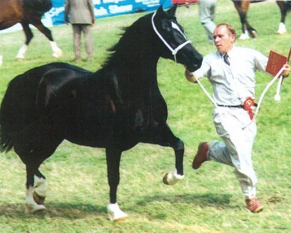 broodmare Sydenham Brioni (Welsh-Cob (Sek. D), 1994, from Llanarth Lloyd George)