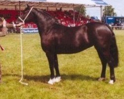 broodmare Sydenham Catmint (Welsh-Cob (Sek. D), 1995, from Llanarth Lloyd George)