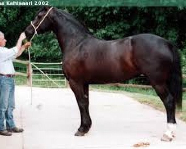 Pferd Sydenham Elderberry (Welsh-Cob (Sek. D), 1997, von Llanarth Lloyd George)