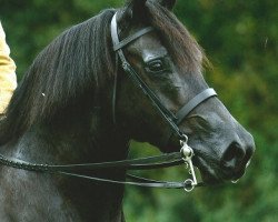 Pferd Sydenham Gooseberry (Welsh-Cob (Sek. D), 1999, von Llanarth Lloyd George)