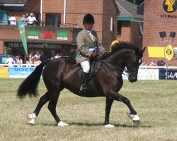 Zuchtstute Sydenham Ixia (Welsh-Cob (Sek. D), 2001, von Llanarth Lloyd George)