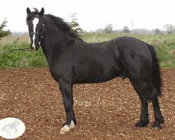 stallion Sydenham Jack (Welsh-Cob (Sek. D), 2002, from Llanarth Lloyd George)