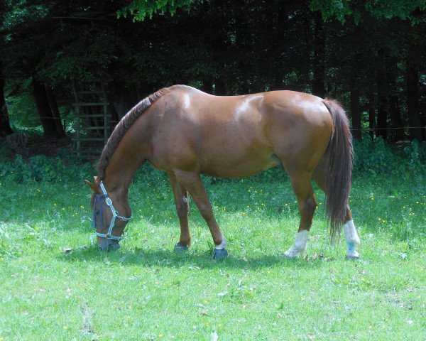 horse Igor Davier (Selle Français, 1996, from Le Tôt de Semilly)