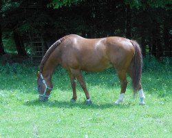 Pferd Igor Davier (Selle Français, 1996, von Le Tot de Semilly)