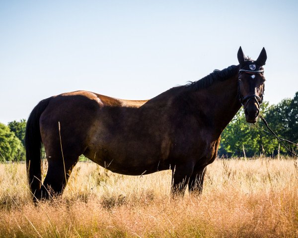 broodmare Rubin Magic (Oldenburg, 1992, from Rubinstein I)