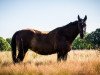 broodmare Rubin Magic (Oldenburg, 1992, from Rubinstein I)