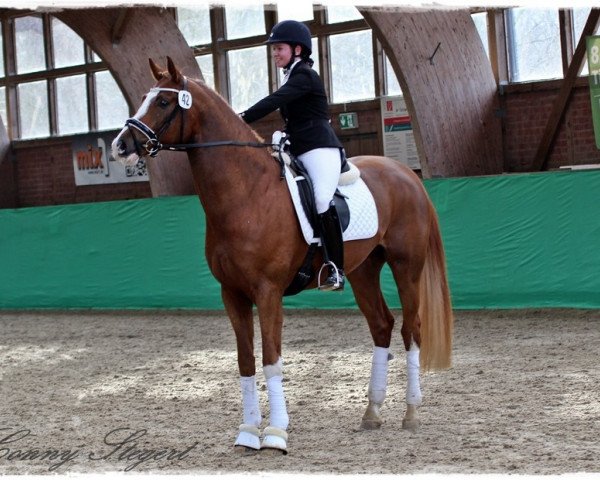 stallion Quat-Royal (Hanoverian, 2012, from Quaterback)