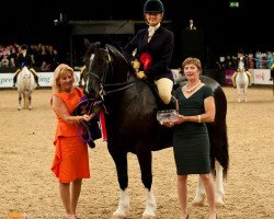 stallion Sydenham King George (Welsh-Cob (Sek. D), 2003, from Llanarth Lloyd George)