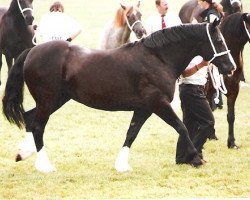 Zuchtstute Sydenham Ollianda (Welsh-Cob (Sek. D), 1985, von Hewid Cardi)