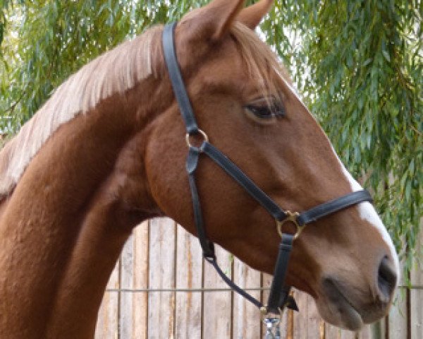 Springpferd Con Grandezza (Trakehner, 2013, von Phlox)