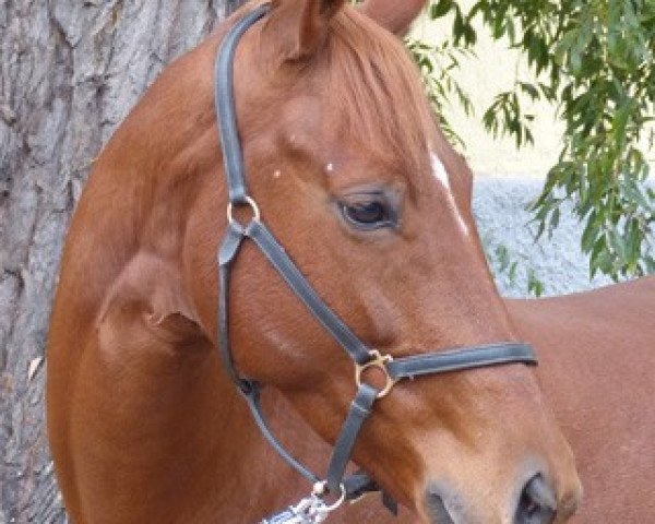 broodmare Czardaszauberin (Trakehner, 2007, from Sedar)