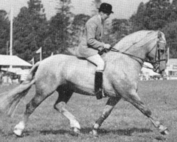 stallion Llanarth Brummel (Welsh-Cob (Sek. D), 1958, from Llanarth Braint)
