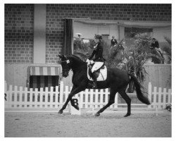 dressage horse Rosalie 214 (Westphalian, 2009, from Riccio)