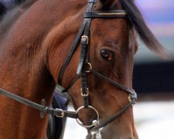 horse Vagus (New Forest Pony, 1988, from Vernons Vineyard)