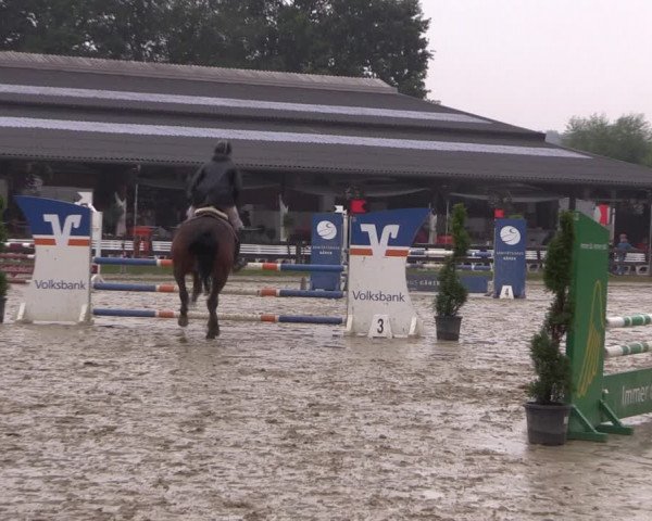 Reitturnier Münster-Roxel 2019