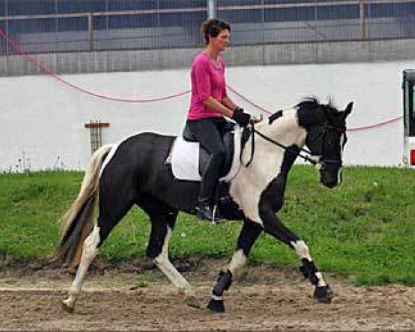 broodmare Shamara (Trakehner, 2010, from Camaro)