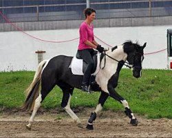 broodmare Shamara (Trakehner, 2010, from Camaro)