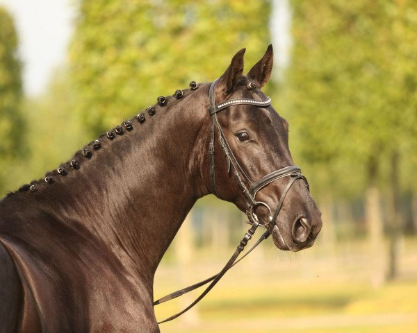 stallion Darco Von Nymphenburg (Hanoverian, 2010, from Danone 4)