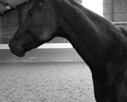 dressage horse Sterling Eskador (Oldenburg, 2008, from San Remo)