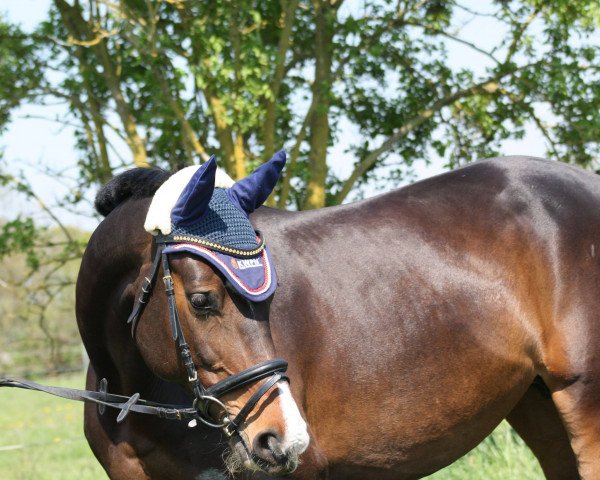 jumper Dagmar (KWPN (Royal Dutch Sporthorse), 2008, from Colandro)