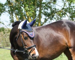 jumper Dagmar (KWPN (Royal Dutch Sporthorse), 2008, from Colandro)