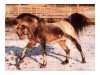 Pferd Bachmat (Polnisches Warmblut, 1987, von Bongo)