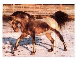 Pferd Bachmat (Polnisches Warmblut, 1987, von Bongo)