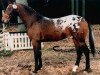 stallion Beau Bukiet (Polish Warmblood, 1995, from Bachmat)