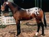 Deckhengst Beau Bukiet (Polnisches Warmblut, 1995, von Bachmat)