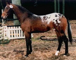 stallion Beau Bukiet (Polish Warmblood, 1995, from Bachmat)