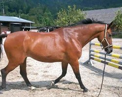 Pferd Comerz (Holsteiner, 2000, von Contender)