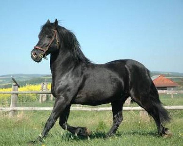 stallion Sydenham William (Welsh-Cob (Sek. D), 1992, from Gwenllan Brenin Mon)