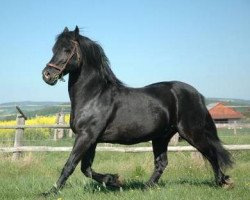 Deckhengst Sydenham William (Welsh-Cob (Sek. D), 1992, von Gwenllan Brenin Mon)