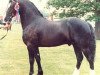 stallion Llanarth Lloyd George (Welsh-Cob (Sek. D), 1981, from Llanarth True Briton)