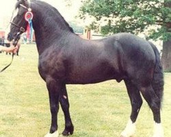 Deckhengst Llanarth Lloyd George (Welsh-Cob (Sek. D), 1981, von Llanarth True Briton)