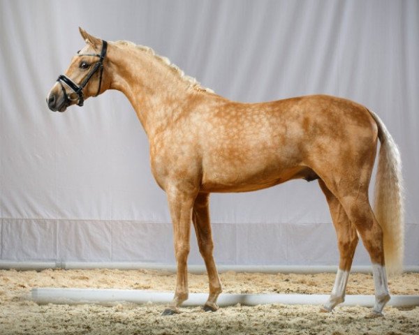 stallion Dressed in Gold 3 (German Riding Pony, 2013, from Dressman)