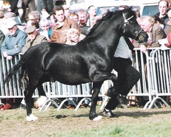 stallion Gwenllan Brenin Mon (Welsh-Cob (Sek. D), 1984, from Cyttir Telynor)