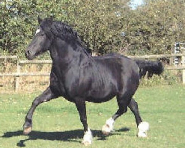 stallion Sydenham Solomon (Welsh-Cob (Sek. D), 1989, from Gwenllan Brenin Mon)