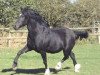 stallion Sydenham Solomon (Welsh-Cob (Sek. D), 1989, from Gwenllan Brenin Mon)