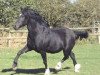 Deckhengst Sydenham Solomon (Welsh-Cob (Sek. D), 1989, von Gwenllan Brenin Mon)