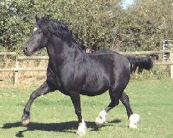 Deckhengst Sydenham Solomon (Welsh-Cob (Sek. D), 1989, von Gwenllan Brenin Mon)