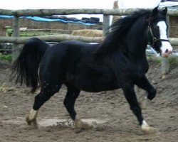 Zuchtstute Pantydwr Cariad (Welsh-Cob (Sek. D), 2003, von Tardebigge Emmanuel)