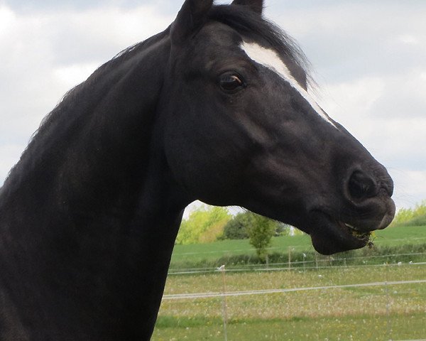 Deckhengst Arvalon Solomon (Welsh-Cob (Sek. D), 2008, von Bronfoel Harri)