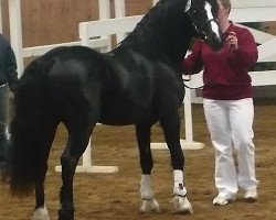 stallion Arvalon Casparov (Welsh-Cob (Sek. C), 2008, from Bronfoel Harri)