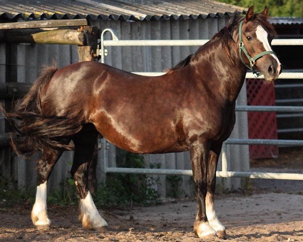 broodmare Ilar Hannah (Welsh-Cob (Sek. C), 1993, from Nebo Daniel)